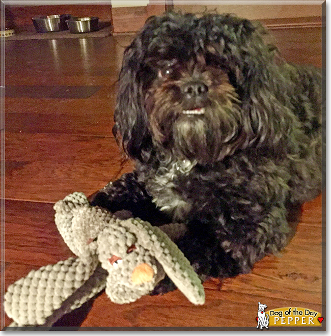 Pepper the Shih Tzu mix, the Dog of the Day