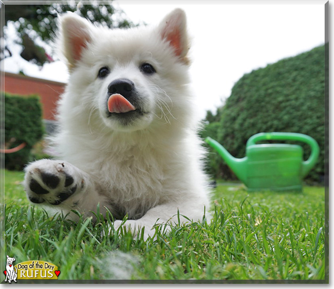 Rufus the Spitz, the Dog of the Day