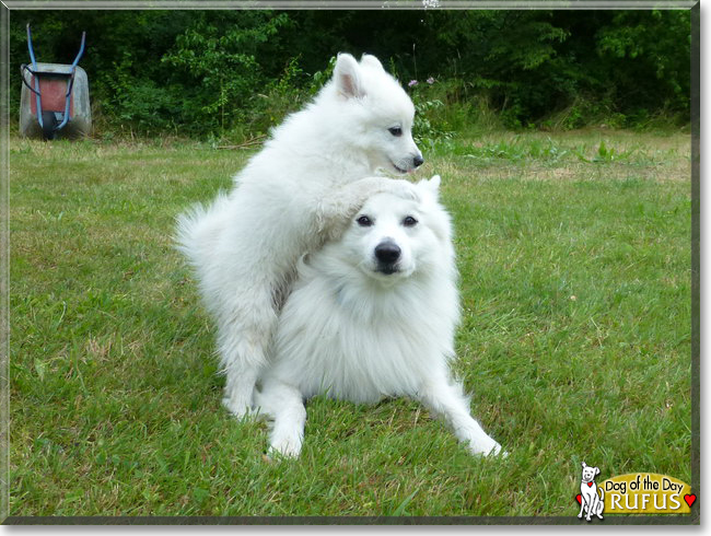 Rufus the Spitz, the Dog of the Day