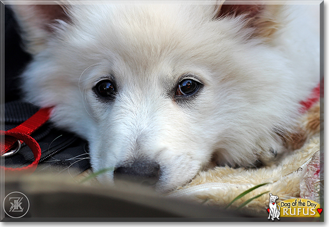 Rufus the Spitz, the Dog of the Day