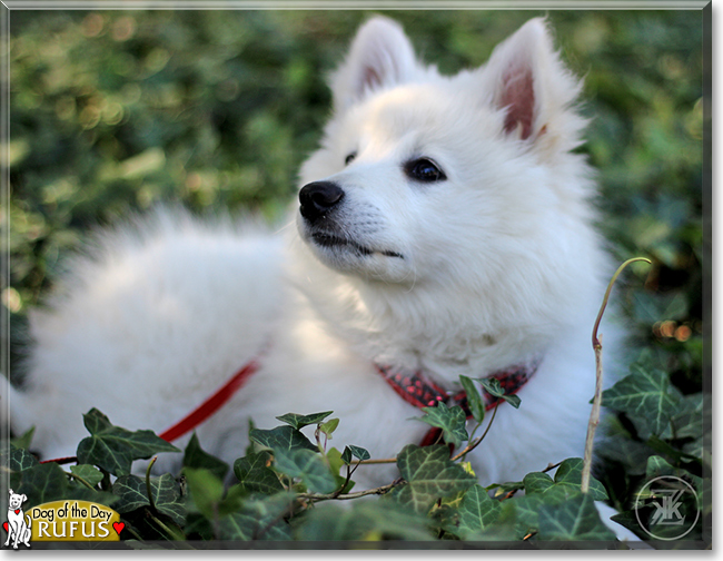 Rufus the Spitz, the Dog of the Day