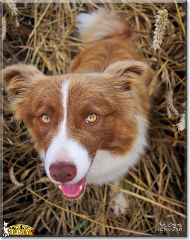 Justy the Border Collie, the Dog of the Day