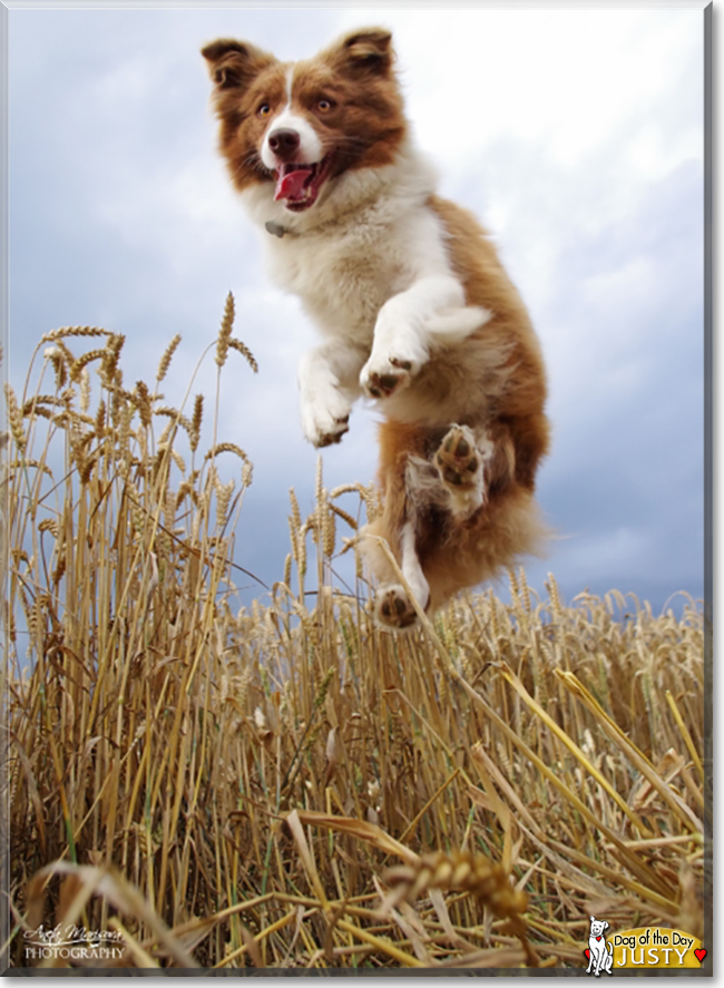 Justy the Border Collie, the Dog of the Day