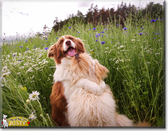 Justy the Border Collie, the Dog of the Day