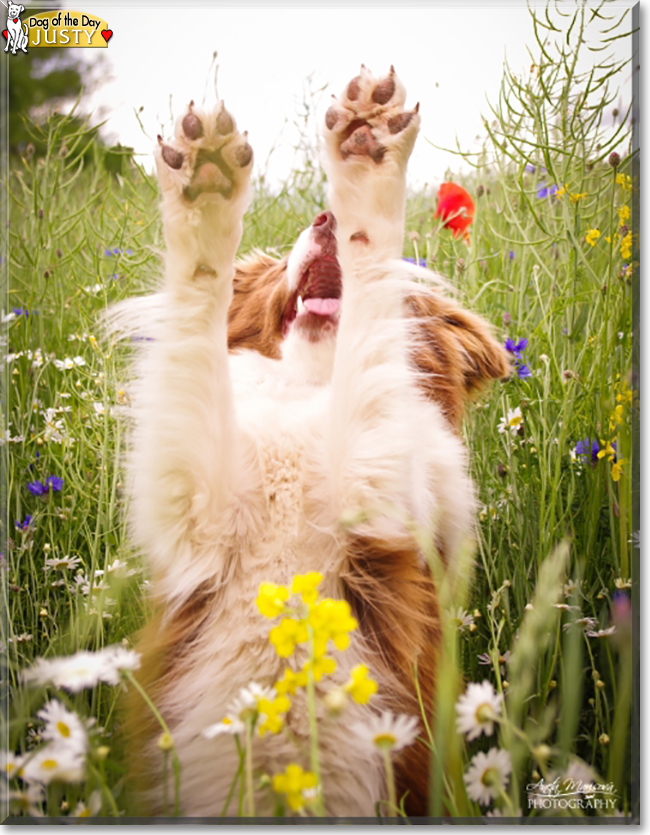 Justy the Border Collie, the Dog of the Day