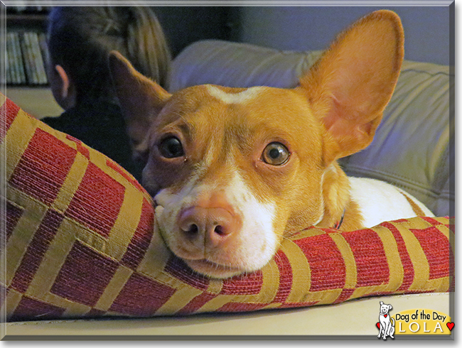 Lola the Chihuahua/Terrier mix, the Dog of the Day