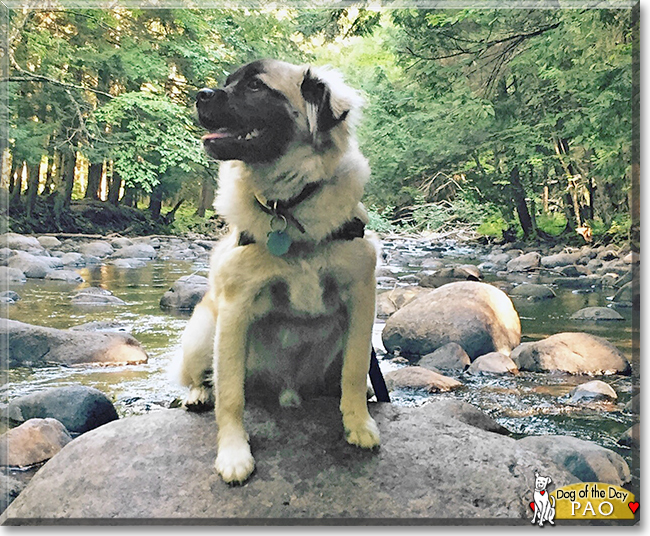 Pao the Pug mix, the Dog of the Day