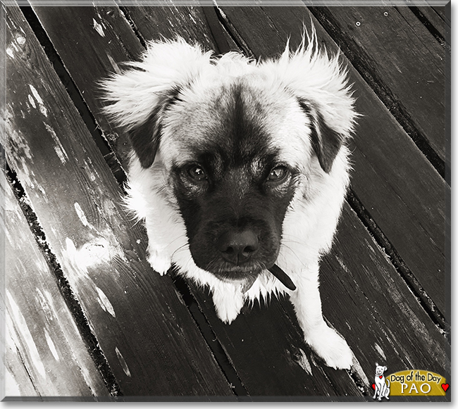 Pao the Pug mix, the Dog of the Day