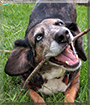 Albert the Australian Cattle Dog, Basset Hound mix