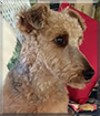 Sadie the Welsh Terrier