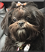 Pepper the Shih Tzu mix