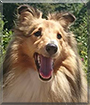 Holly the Shetland Sheepdog