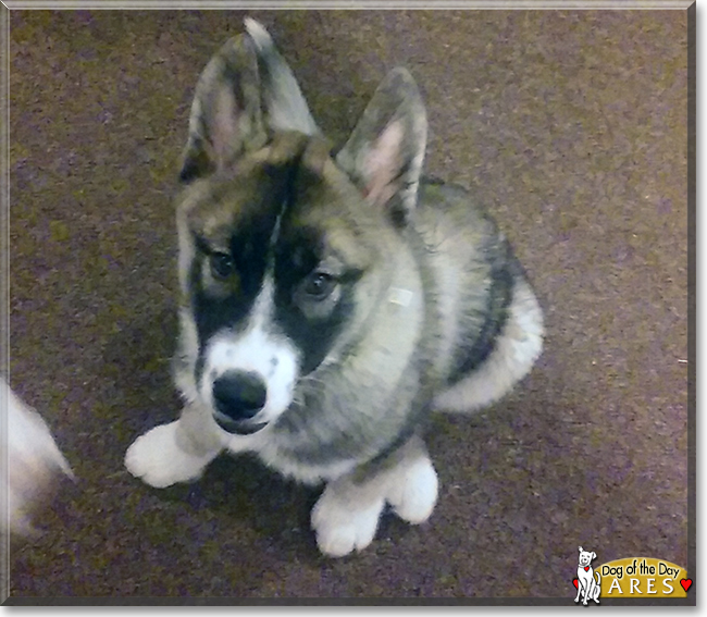 Ares the Siberian Husky, the Dog of the Day