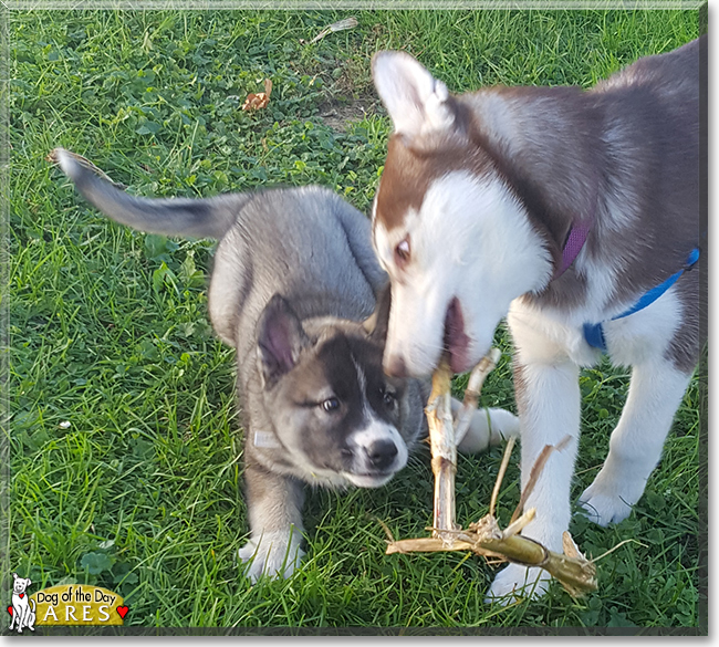 Ares the Siberian Husky, the Dog of the Day