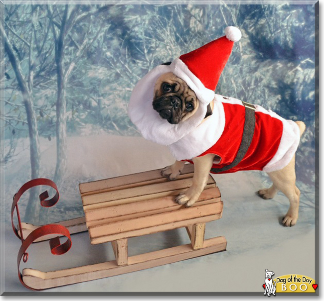 Boo the Pug, the Dog of the Day