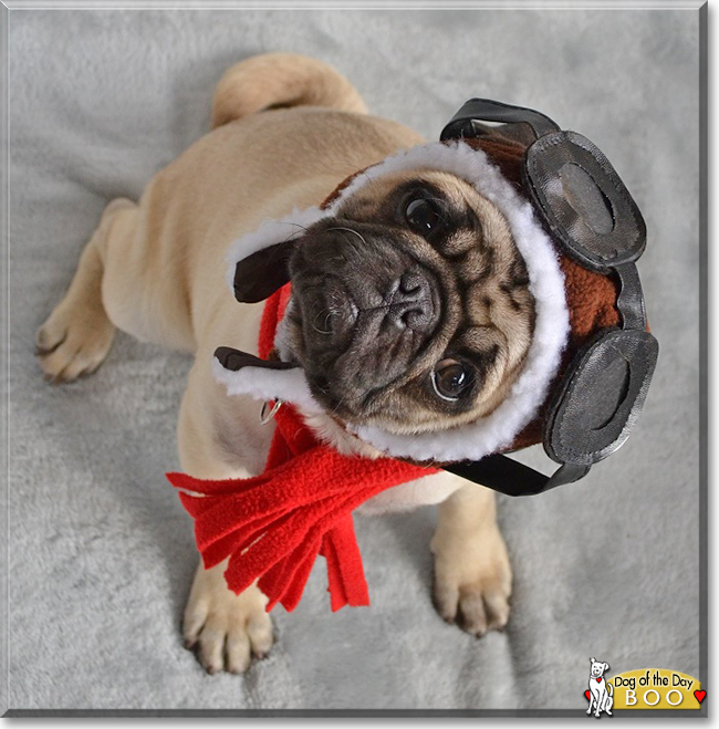 Boo the Pug, the Dog of the Day