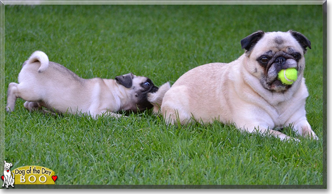 Boo the Pug, the Dog of the Day