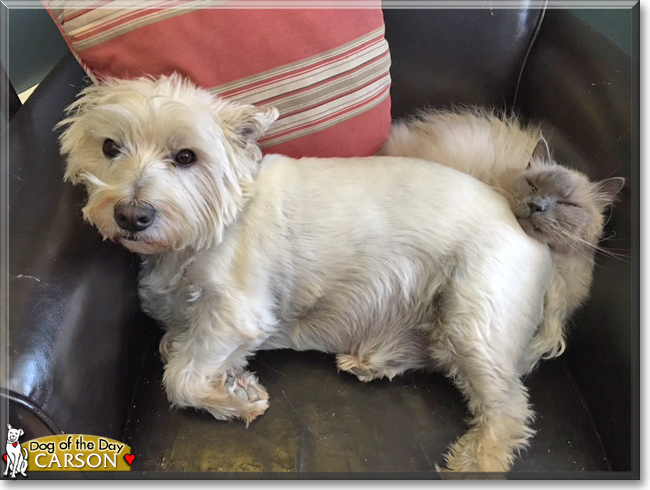 Mr. Carson the West Highland White Terrier, the Dog of the Day