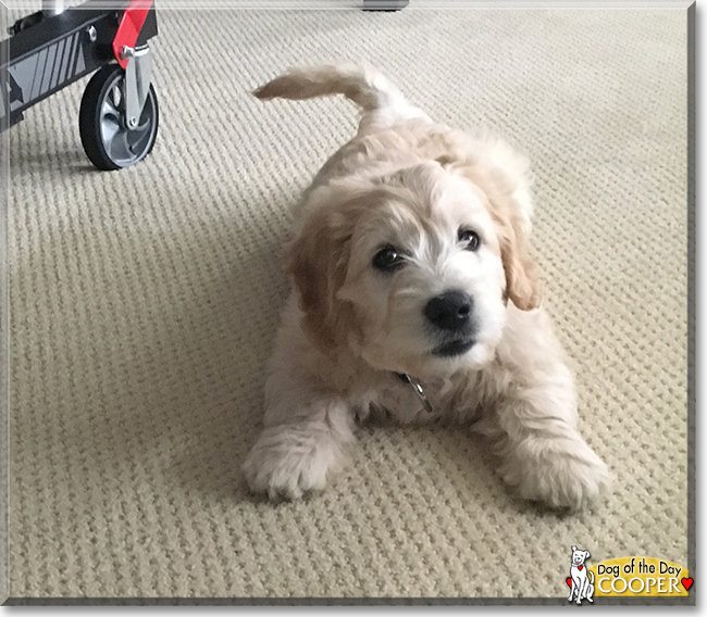 Cooper the Golden Retriever/Miniature Poodle, the Dog of the Day