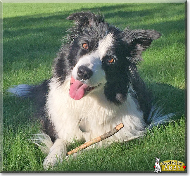 Abby the Border Collie, the Dog of the Day