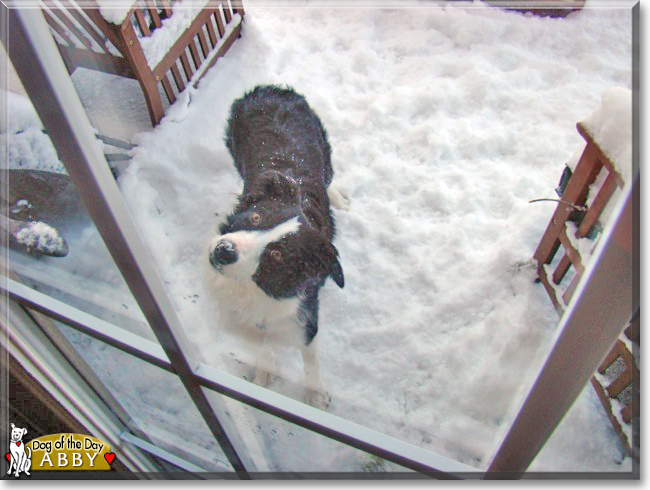 Abby the Border Collie, the Dog of the Day