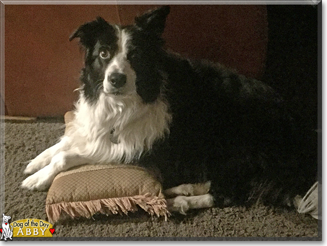 Abby the Border Collie, the Dog of the Day