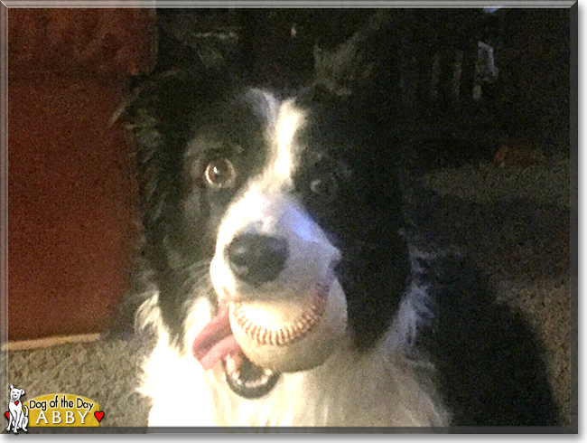 Abby the Border Collie, the Dog of the Day