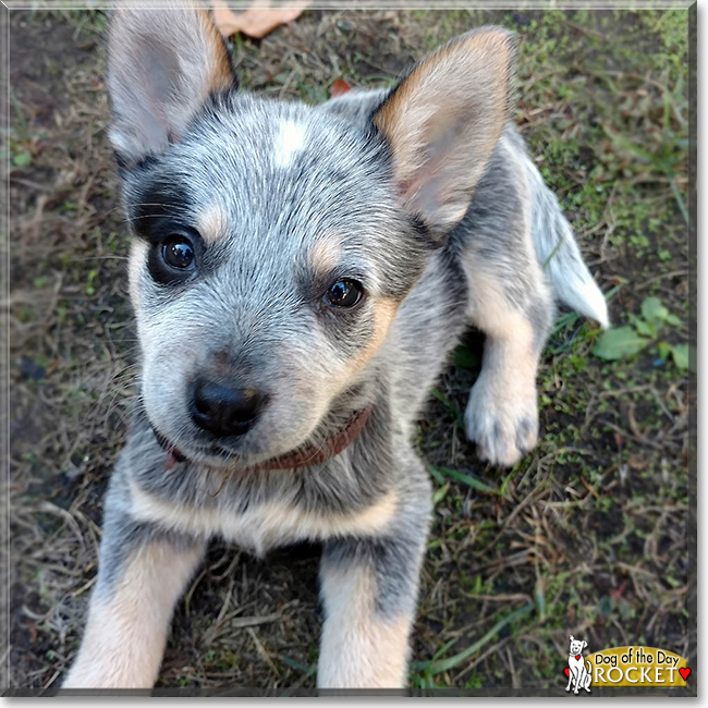 Rocket the Australian Cattle Dog, the Dog of the Day