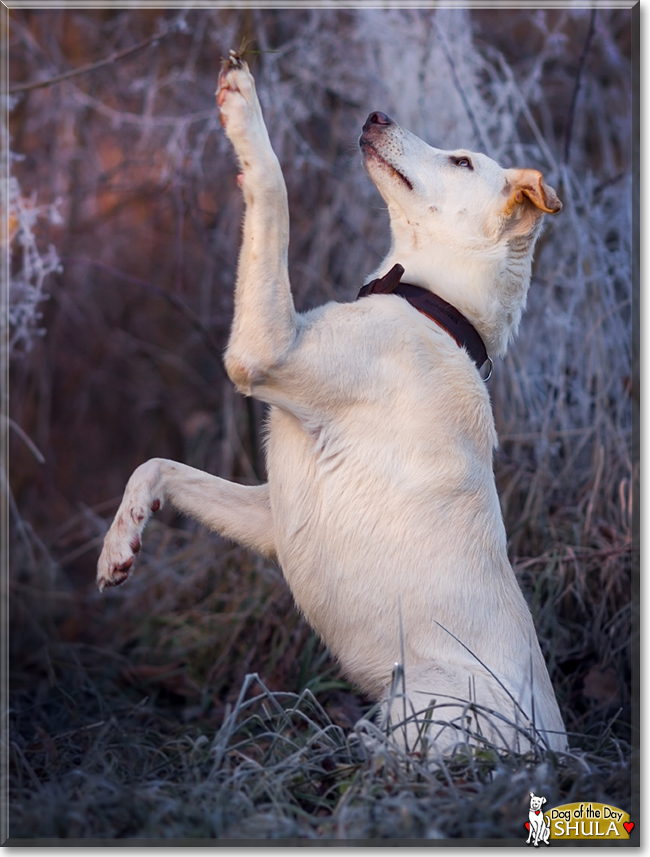 Shula the White Shepherd mix, the Dog of the Day