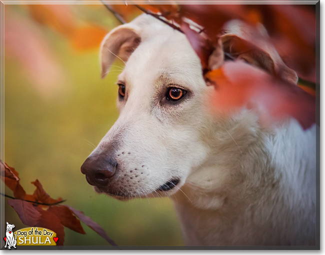 Shula the White Shepherd mix, the Dog of the Day