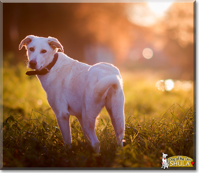 Shula the White Shepherd mix, the Dog of the Day