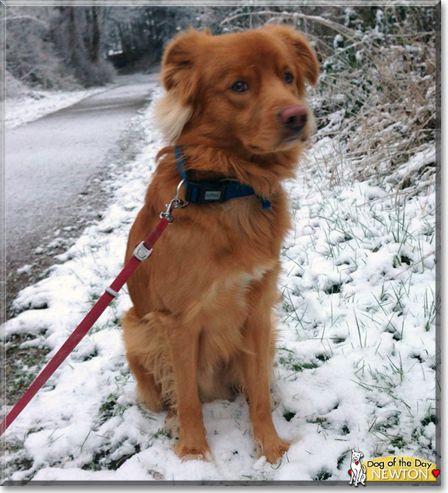 Newton the Nova Scotia Duck Tolling Retriever, the Dog of the Day