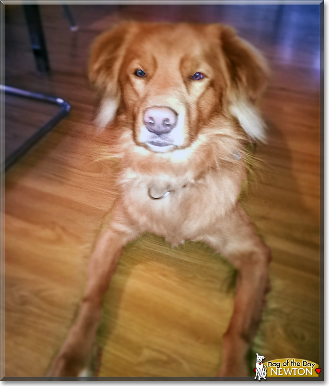 Newton the Nova Scotia Duck Tolling Retriever, the Dog of the Day