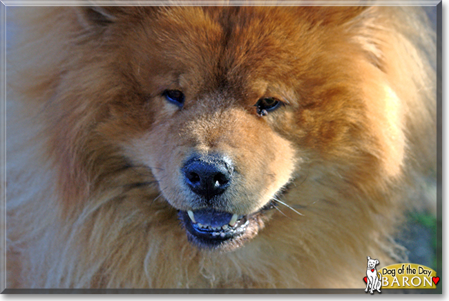 Baron the Chow Chow, the Dog of the Day