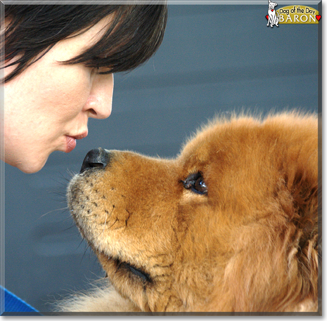 Baron the Chow Chow, the Dog of the Day