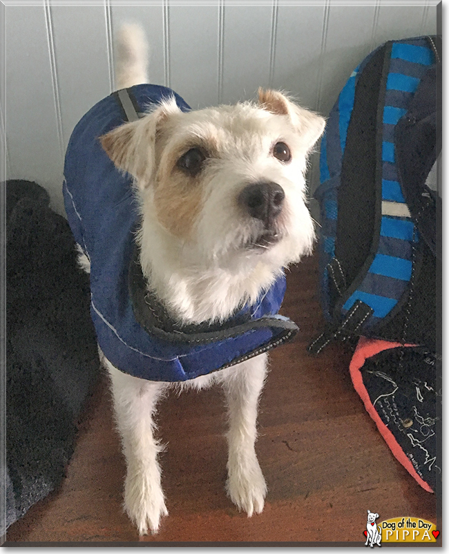 Pippa the Jack Russell Terrier, the Dog of the Day