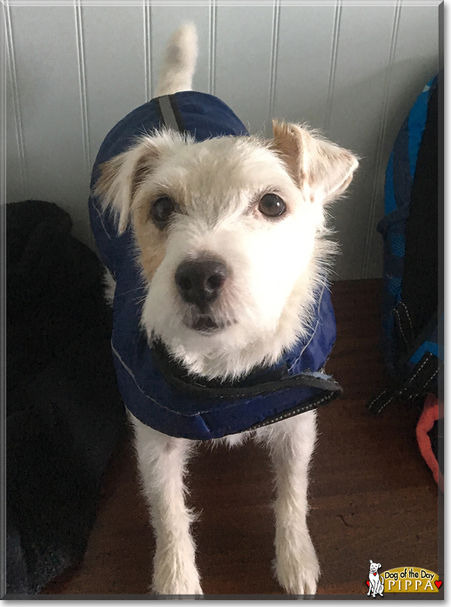 Pippa the Jack Russell Terrier, the Dog of the Day