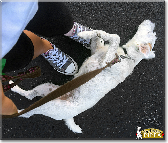 Pippa the Jack Russell Terrier, the Dog of the Day