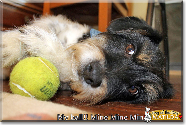 Matilda the Border Collie mix, the Dog of the Day