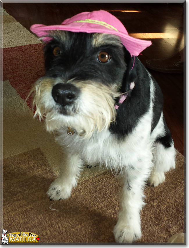 Matilda the Border Collie mix, the Dog of the Day