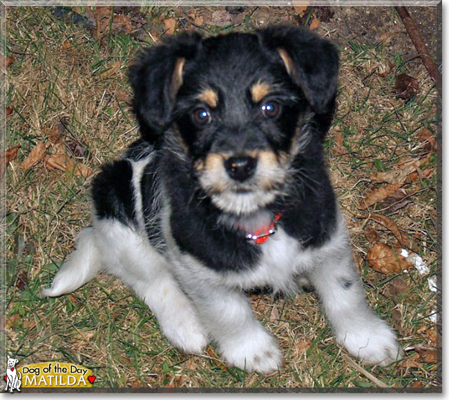 Matilda the Border Collie mix, the Dog of the Day