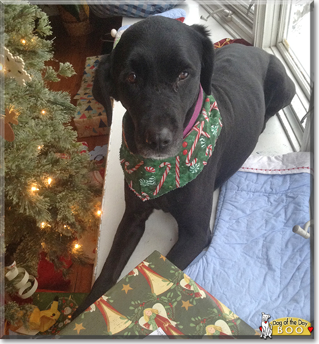 Boo the Labrador Retriever, the Dog of the Day