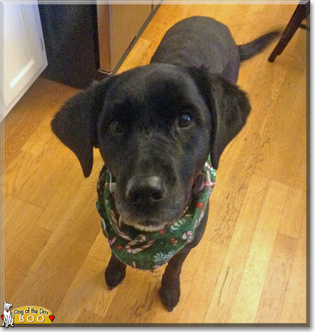 Boo the Labrador Retriever, the Dog of the Day