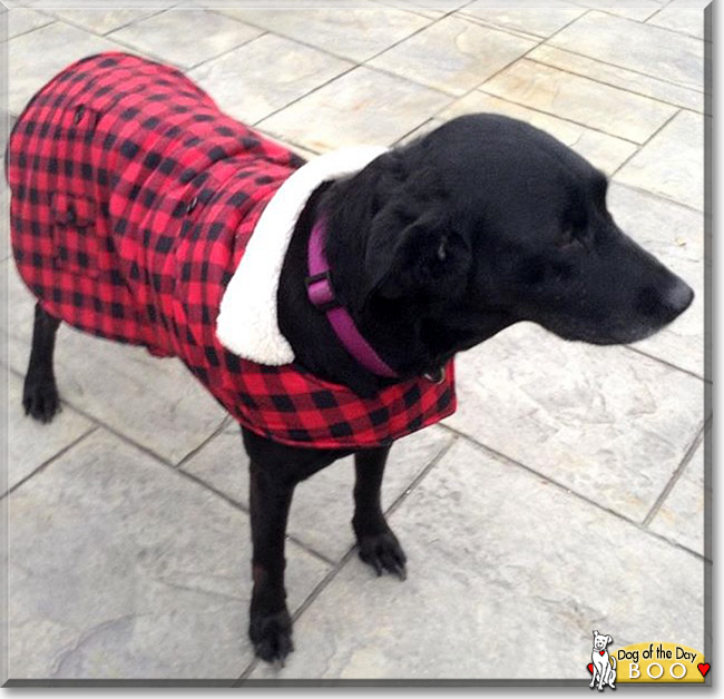 Boo the Labrador Retriever, the Dog of the Day