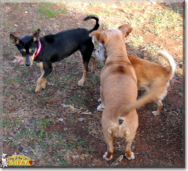 Suzy the Chihuahua mix, the Dog of the Day