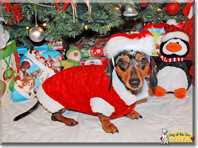 Maya the Miniature Dachshund, the Dog of the Day