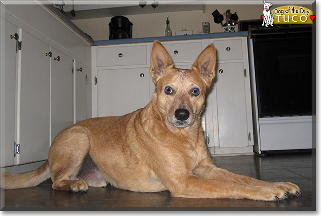 Tuco the Cattle Dog, the Dog of the Day