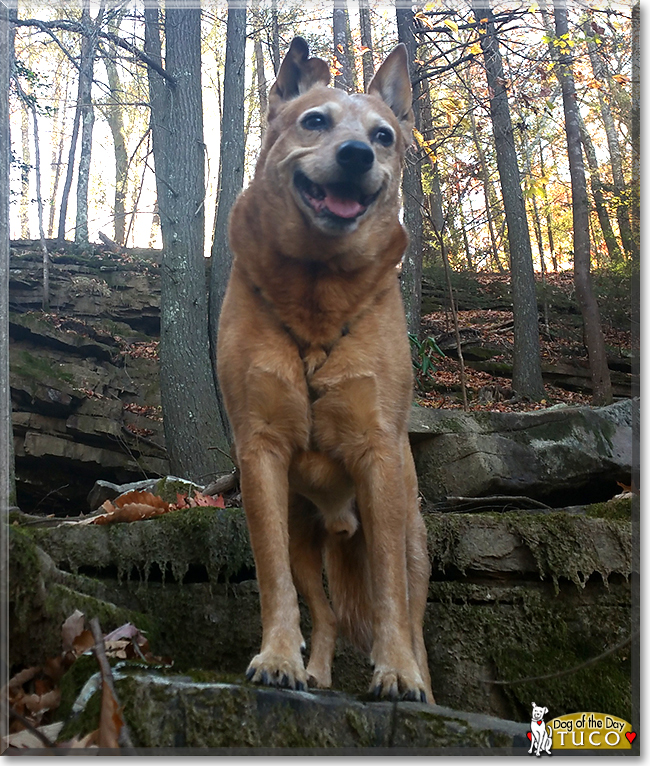 Tuco the Cattle Dog, the Dog of the Day