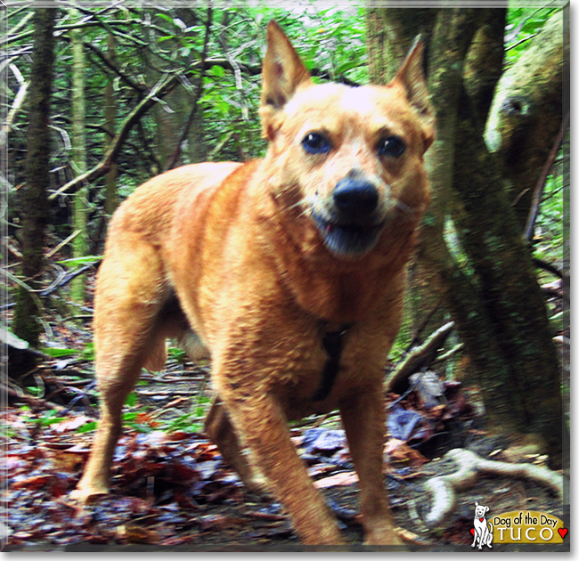 Tuco the Cattle Dog, the Dog of the Day