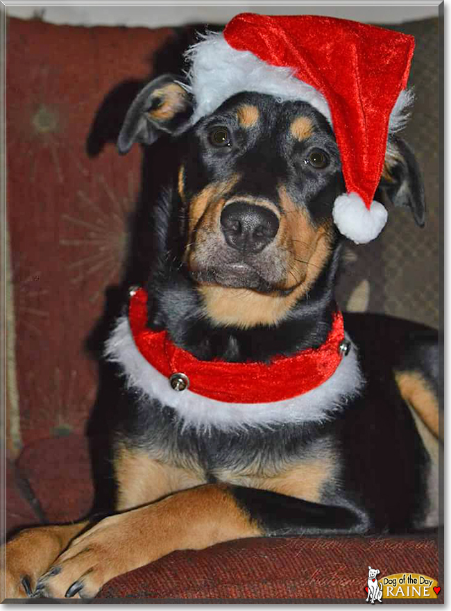 Raine the German Shepherd, Labrador mix, the Dog of the Day